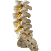 curso-osteopatia-estructural